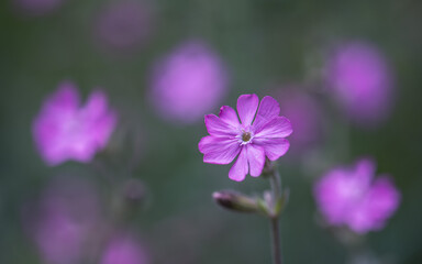 Close up of a pink wildflower silene dioica or red campion, shallow depth of field

