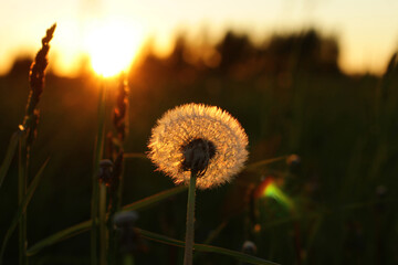 Fluffy texture of a white dandelion flower close-up. The concept of fragility. spring time.