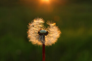 Fluffy texture of a white dandelion flower close-up. The concept of fragility. spring time.