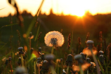 Fluffy texture of a white dandelion flower close-up. The concept of fragility. spring time.