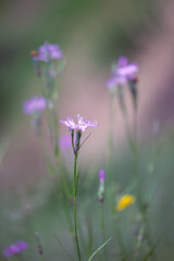 Close up of a pink wildflower Dianthus sylvestris or wood pink
