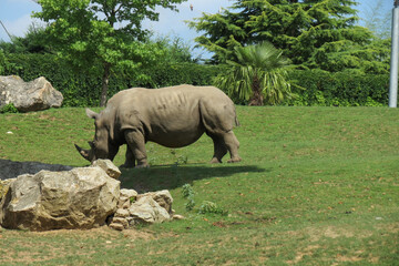 Rhinocéros