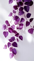 Close-Up of Elegant Purple Leaves on White Wall with Light and Shadow Play