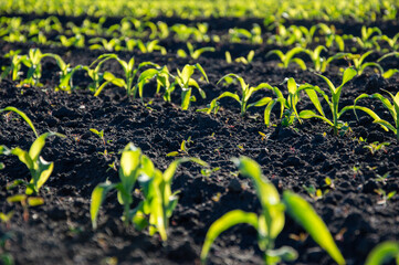 Vibrant young corn plants push through the dark soil, basking in sunlight in a well-maintained field during peak growing time