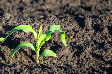 A young corn plant emerges from fertile soil, reaching for sunlight in a thriving garden during a bright spring day