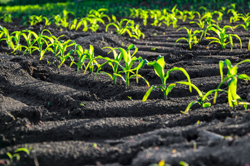 Rows of young corn plants are emerging from dark, fertile soil, enjoying warm summer sunlight in a...