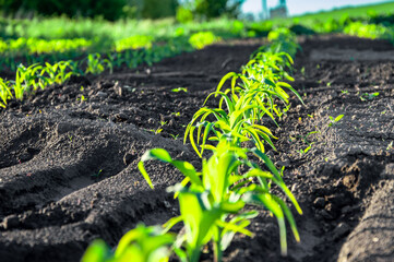 Rows of young corn plants thrive in dark soil, reflecting healthy growth on a sunny day in a rural agricultural setting