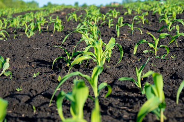 Rows of young corn plants stretch across fertile soil, basking in sunlight as they grow in a rural field during the spring season