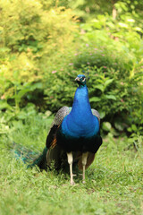 Obraz premium Beautiful peacock with bright plumage against the background of nature. Brightly colored peacock. Bird close-up. Males demonstrate their plumage