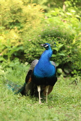 Obraz premium Beautiful peacock with bright plumage against the background of nature. Brightly colored peacock. Bird close-up. Males demonstrate their plumage