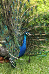 Fototapeta premium Beautiful peacock with bright plumage against the background of nature. Brightly colored peacock. Bird close-up. Males demonstrate their plumage