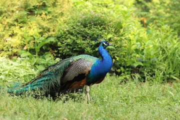Fototapeta premium Beautiful peacock with bright plumage against the background of nature. Brightly colored peacock. Bird close-up. Males demonstrate their plumage