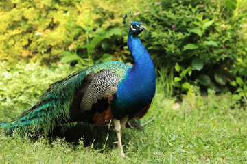 Obraz premium Beautiful peacock with bright plumage against the background of nature. Brightly colored peacock. Bird close-up. Males demonstrate their plumage