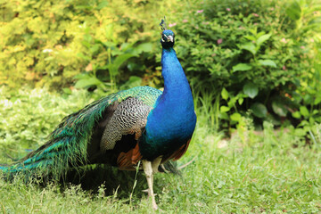 Beautiful peacock with bright plumage against the background of nature. Brightly colored peacock. Bird close-up. Males demonstrate their plumage