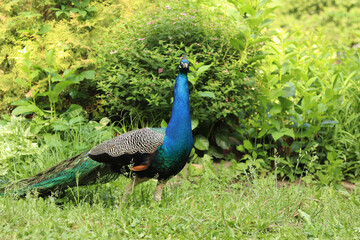 Obraz premium Beautiful peacock with bright plumage against the background of nature. Brightly colored peacock. Bird close-up. Males demonstrate their plumage