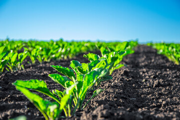 Sugar beet plants are thriving in rows within a fertile field, soaking up sunlight on a clear day