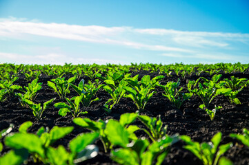 Vibrant green sugar beet plants stretch across a dark soil field, basking in sunlight with a bright blue sky overhead