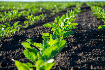 Lush green sugar beet plants stretch across rich dark soil in an expansive agricultural field under clear skies