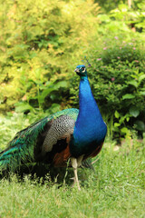 Beautiful peacock with bright plumage against the background of nature. Brightly colored peacock. Bird close-up. Males demonstrate their plumage