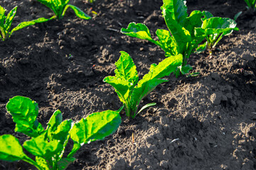 Green sugar beet seedlings sprout from dark soil, thriving in a sunny field during the warm spring season