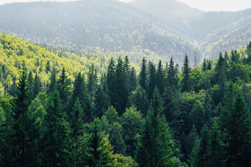 Lush green forest landscape with Carpathians mountains in the background during daytime in serene nature setting