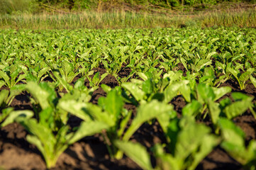 Young sugar beet plants sprout densely in neat rows on fertile soil, surrounded by greenery under bright sunlight