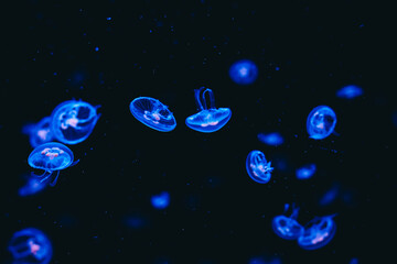Jellyfish gracefully swimming in a dark underwater environment during a marine exhibit