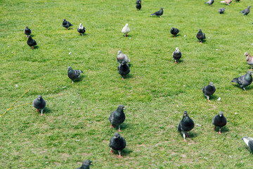 Pigeons gathering on green grass in a public park during a sunny day