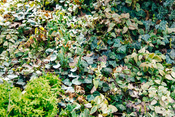 Diverse ground cover featuring various green plants and ivy in a lush outdoor setting