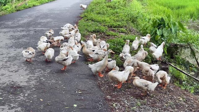 flock of white ducks in Vietnam