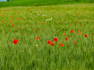 Klatschmohn im Getreidefeld