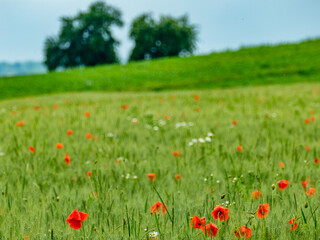 Klatschmohn im Getreidefeld