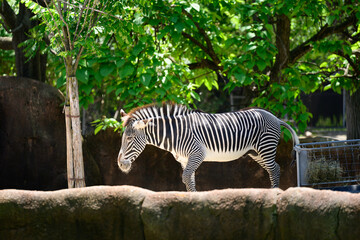 zebra in the zoo