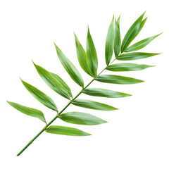 Fototapeta premium Green palm leaf isolated on a white background showcasing its texture and shape