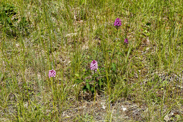(Anacamptis pyramidalis) Beautiful wild Pyramidal orchids flowers with pale pink hooded and...