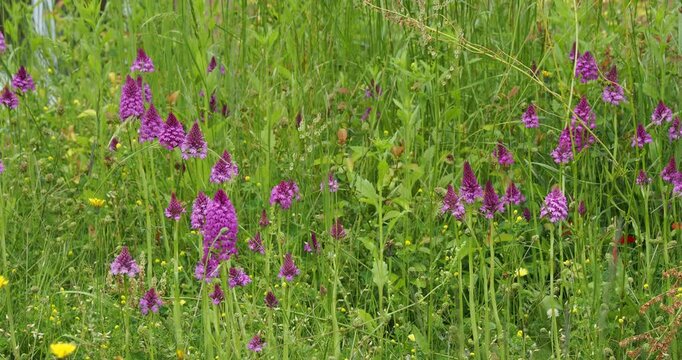 (Anacamptis pyramidalis)  A verdant meadow with a colony of magnificent pyramid orchid flowers with trilobed pink petals arranged in canonical spikes on upright stems
