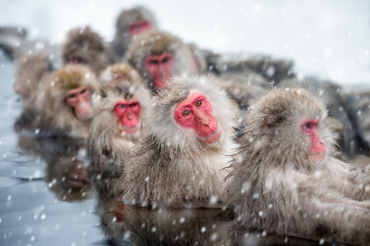 Group of Japanese snow monkeys bathing together  in a hot spring, Jigokudani monkey park, Nagano Prefecture, Japan