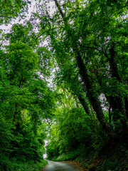 Dicht bewachsener Weg