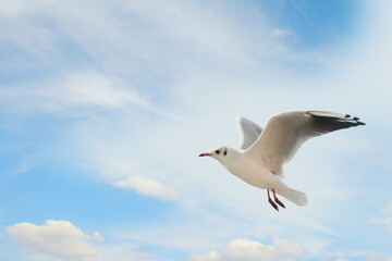 Beautiful seagull against the background of blue sky and clouds.