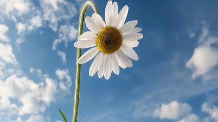 A realistic close-up photo of a daisy flower in full bloom, set against a vibrant blue sky with soft white clouds in the background...