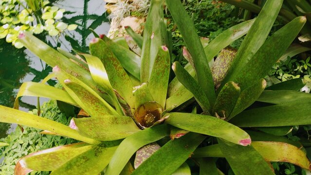 bromelias from colombia