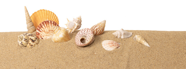 Coquillages sur un fond de sable de plage

