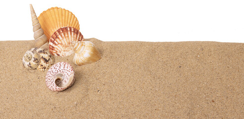 Coquillages sur un fond de sable de plage

