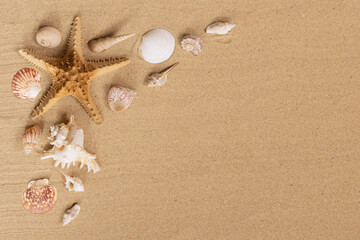 Coquillages et étoile de mer sur un fond de sable de plage