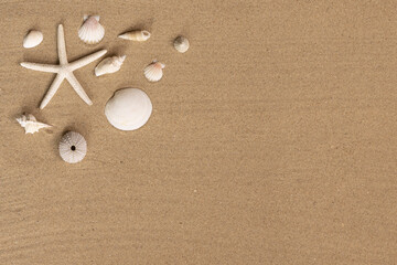 Coquillages et étoile de mer sur un fond de sable de plage