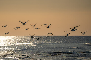 Seagulls Flying Over Peaceful Ocean