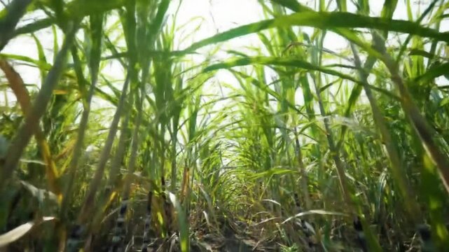 Smooth Camera Dolly in Tall Sugarcane Field - Farming Landscape, Rural Scenery Footage