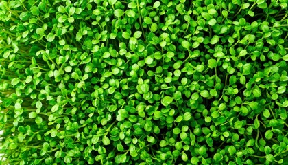Microgreens Texture Close-Up Background