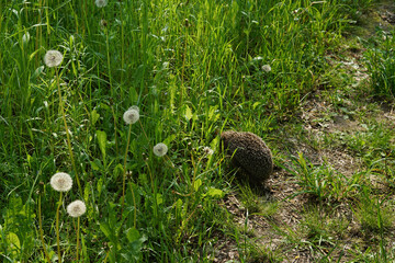 Hedgehog adult hiding from people in long grass at side of path