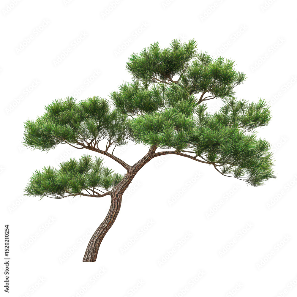 Poster green pine tree with an elegant shape in a natural setting